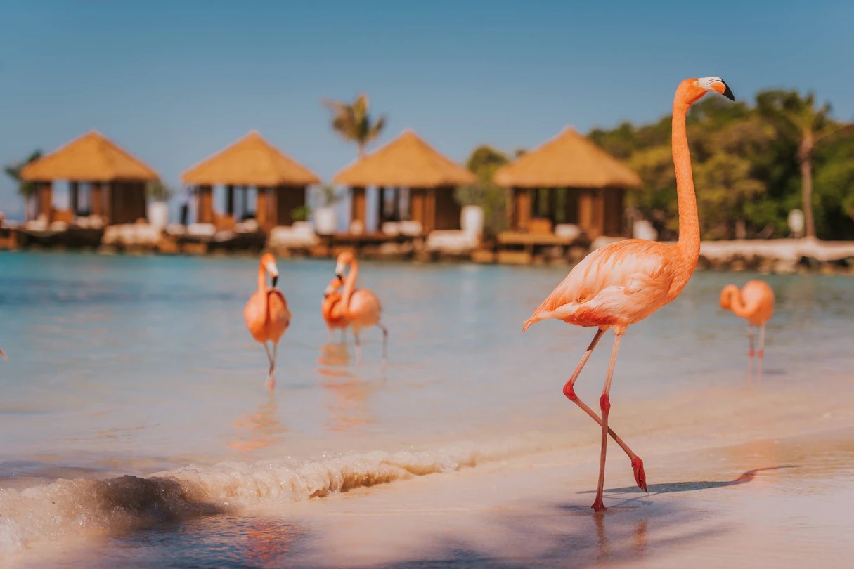 Flamingos on the beaches of Renaissance Island in Aruba