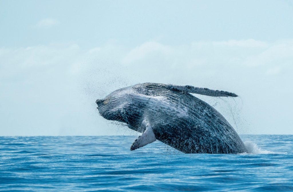 whale watching cabo